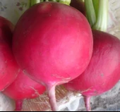 TURP İRİ KIRMIZI ( ÇOKLU TOHUM ) - 10 Gram - 2