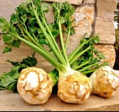 KEREVİZ ( ÇOKLU TOHUM ) - 3 Gram - 2