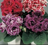 Bardak Menekşesi Tohumu ( Çoklu Tohum ) Karışık Renkli - 5 Tohum - 2