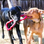 Kong Köpek Tut-Çek Oyuncak 33 Cm - 2