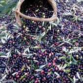 Tüplü Yağlık ve Sofralık Suriye Menşei – Baladi Zeytini Fidanı - 1