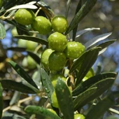 Sofralık ve Sıkımlık Tüplü Portekiz Menşei – Galega Zeytini Fidanı thumbnail 1