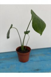 Mermaid Home Baby Monstera - Mini Deve Tabanı 15-25 cm - 2