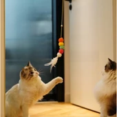 Elastik Yapışkanlı Kedi Oyun Oltası - 5