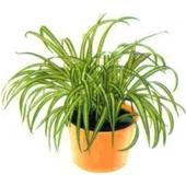 Oksijen Bitkisi Kurdele Çiçeği Fidanı 15-25 cm thumbnail 1