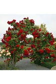 Kokulu Yediveren Kırmızı Afife Sarmaşık Gül Fidanı 10-20 cm thumbnail 2