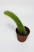 Maymun kuyruğu kaktüs tüylü Cleistocactus Colademononis - 2