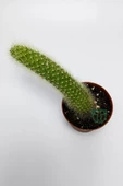Maymun kuyruğu kaktüs tüylü Cleistocactus Colademononis - 5