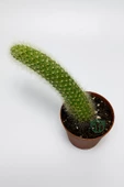 Maymun kuyruğu kaktüs tüylü Cleistocactus Colademononis - 4
