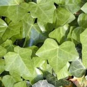 Sarmaşık Yaprağı Hedera Semen 250 gr, Derya Eren - 5