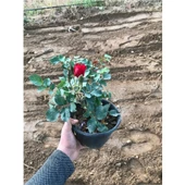 Ateş Kırmızı Gül Fidanı 15-25 cm - 1