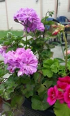 Potted Lilac Geranium Flower Lila Sardunya Çiçeği 10-20 Cm - 1