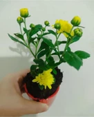 Karışık Renk Kasımpatı Çiçeği Fidanı Fidesi 10-20 cm 1 Adet thumbnail 2