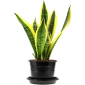 Sarı Çizgili Kılıç Çiçeği Peygamber Kılıcı Paşa Kılıcı 20-30 cm thumbnail 1