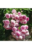 Saksılı Yediveren Pembe Beyaz Sarmaşık Ponpon Gül Fidanı 5 Adet 15-25 Cm - 1