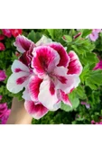 Ceylan Gözü Sardunya Pembe Beyaz 10-20 cm - 1