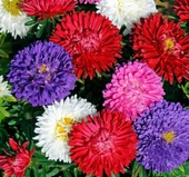 3'lü Mix Kasımpatı Seti 10-20 Cm - 1