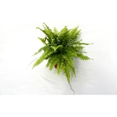 Aşk Merdiveni Nephrolepsis Exaltata 10-20 cm thumbnail 3