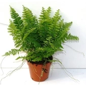 Aşk Merdiveni Nephrolepsis Exaltata 10-20 cm thumbnail 4