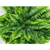 Aşk Merdiveni Nephrolepsis Exaltata 10-20 cm thumbnail 5