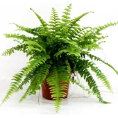 Aşk Merdiveni Nephrolepsis Exaltata 10-20 cm thumbnail 1