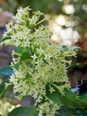 Akşam Gece Sefası Kolonya Limon Çiçeği Melisa 20-40 Cm thumbnail 4