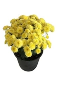 Bodur Kasımpatı Krizantem Chrysanthemum Sarı 10-20 Cm - 2