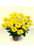 Bodur Kasımpatı Krizantem Chrysanthemum Sarı 10-20 Cm - 1