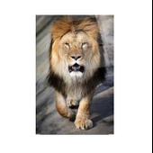 Aslan Cam Tablo | Hediyelik, Dekoratif, Ofis, Mutfak - 3