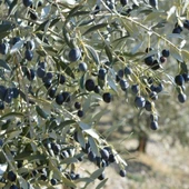 Tüplü Yabancı Menşei Yağlık ve Sıkımlık Avustralya–Ligurian Zeytini Fidanı thumbnail 1