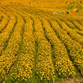 NATUREL KADİFE ÇİCEĞİ REÇELİ - 4