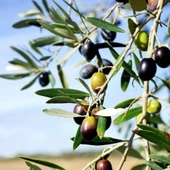 Özel Üretim Tüplü Geleneksel Lübnan – Souri Zeytini Fidanı thumbnail 1