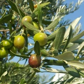 Yağlık ve Sofralık Sınırlı Sayıda Tüplü Barnea Zeytini (İsrail) Fidanı - 1