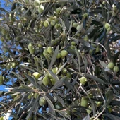 Sınırlı Stok Tüplü Sırbistan - Picholine Zeytini Fidanı thumbnail 1