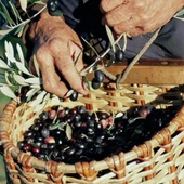 Tüplü İran Menşei Geleneksel Shangi Zeytini Fidanı thumbnail 1