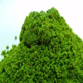 Toz Antep Fıstığı 500 gr thumbnail 1