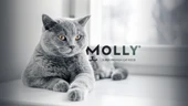 MOLLY TAVUKLU YAVRU KEDİ MAMASI 2 KG ORJİNAL KAPALI AMBALAJ - 2