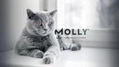 CATTY MULTİCOLOR KEDİ MAMASI 15 KG - 2
