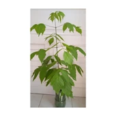 Dişbudak Yapraklı Akçaağaç Fidanı 30-50 cm - 1
