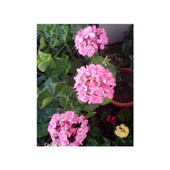 Pink Pembe Sardunya Çiçeği Fidesi 10-20 cm thumbnail 2