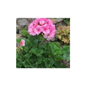 Pink Pembe Sardunya Çiçeği Fidesi 10-20 cm thumbnail 1