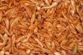 Gammarus (KURUTULMUŞ KARİDES VE BALIK) Kaplumbağa Yemi 25gr (KOVADAN PAKETLEME) - 1