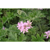 2 Adet Itır Gül Damlası Fidesi Muhteşem Kokulu thumbnail 2