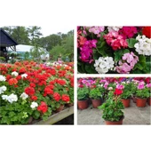 Hürrem Kırmızısı Sardunya Çiçeği Saksılı 10-20 cm thumbnail 1