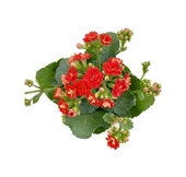 Kalanchoe Kalanşo Kırmızı 10-20 Cm - 1