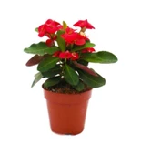 Euphorbia Milli Dikenler Tacı Kırmızı Renk 10-20 Cm - 1