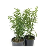 Kolonya Limon Çiçeği Akşam Gece Sefası Melisa 2 Adet 20-40 Cm thumbnail 1