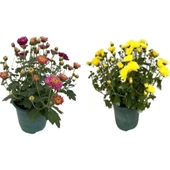 Chrysanthemum Flower Kasımpatı Çiçeği 2 Adet 10-20 cm thumbnail 1