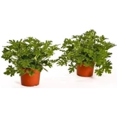 Üretim Saksılı Itır Çiçeği 2 Adet 15-25 cm thumbnail 2
