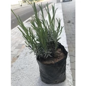 Lavanta Fidanı 2 Adet 15-25 Cm Intermedia thumbnail 1